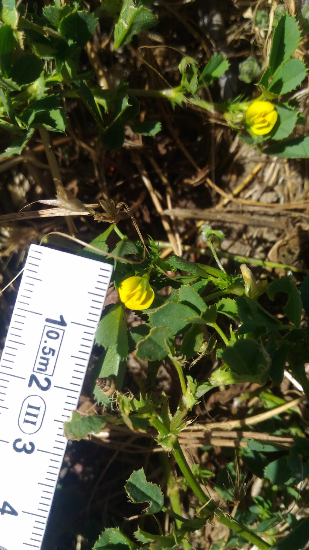 Medicago intertexta subsp. ciliaris (Fabaceae)