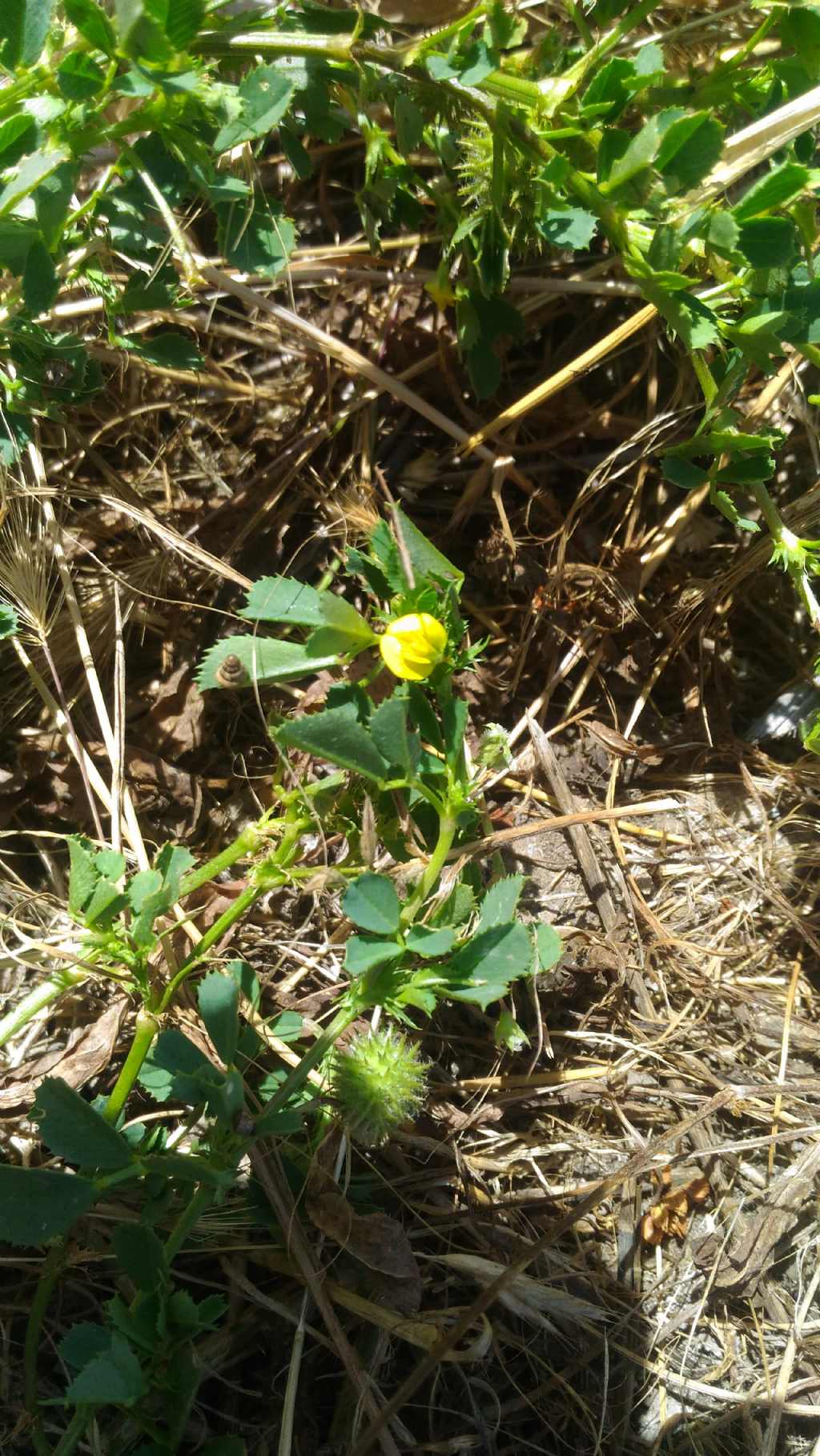 Medicago intertexta subsp. ciliaris (Fabaceae)