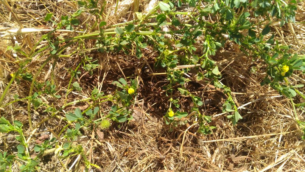 Medicago intertexta subsp. ciliaris (Fabaceae)