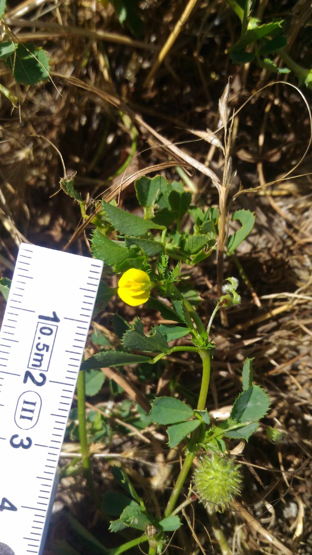 Medicago intertexta subsp. ciliaris (Fabaceae)