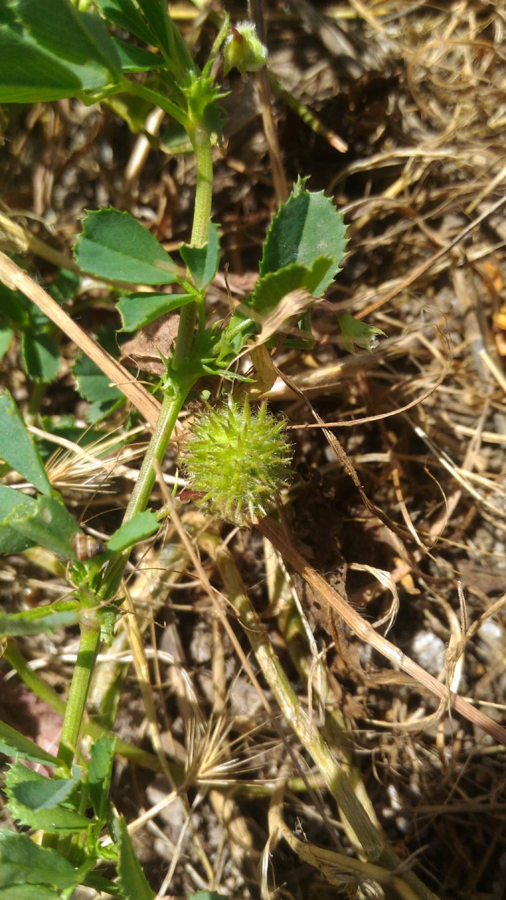 Medicago intertexta subsp. ciliaris (Fabaceae)