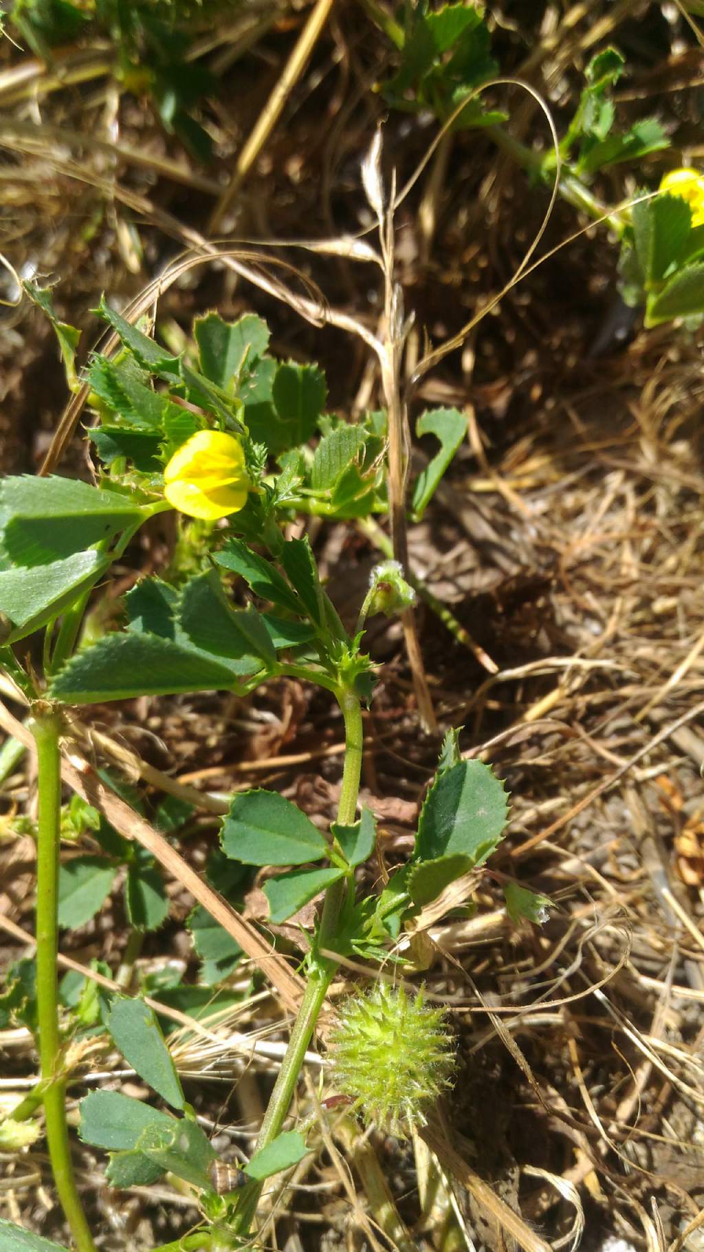 Medicago intertexta subsp. ciliaris (Fabaceae)