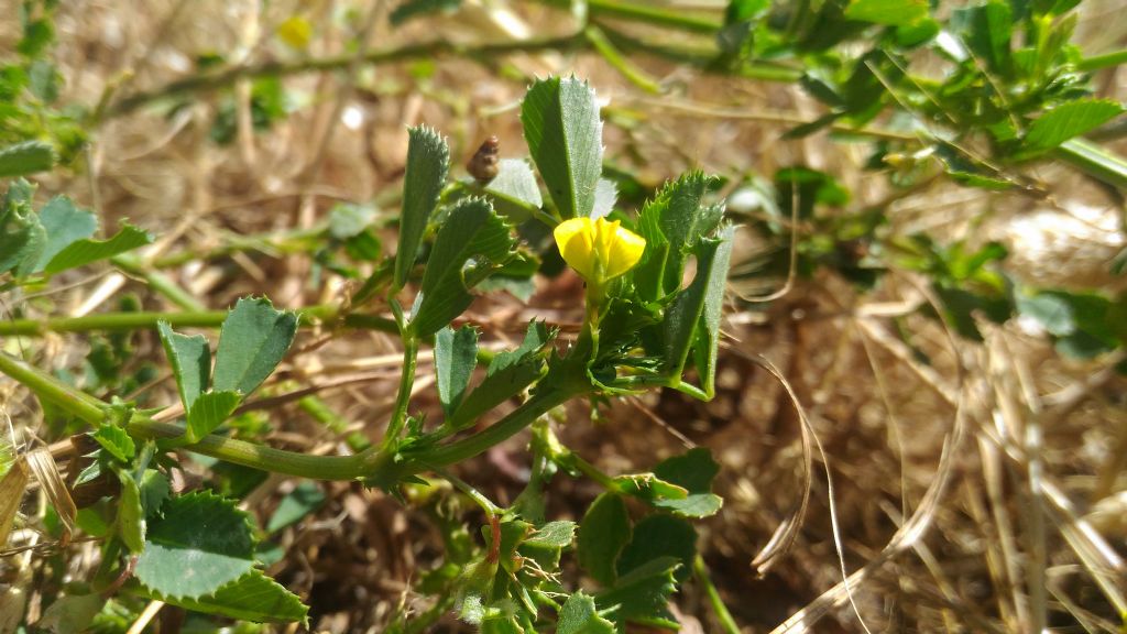 Medicago intertexta subsp. ciliaris (Fabaceae)