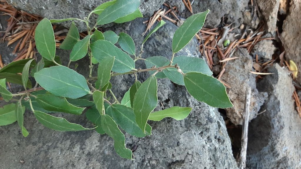 albero da identificare