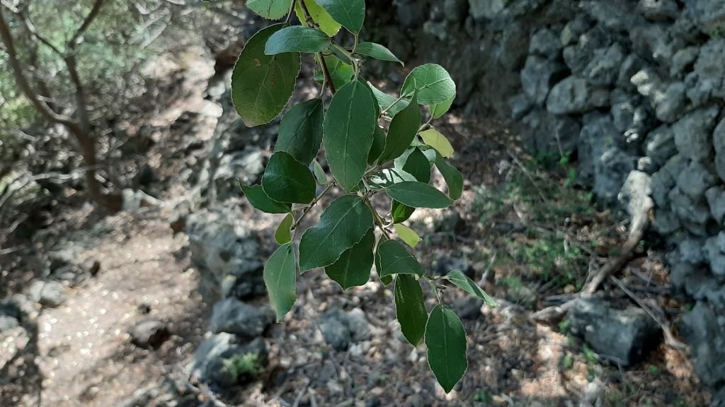 albero da identificare