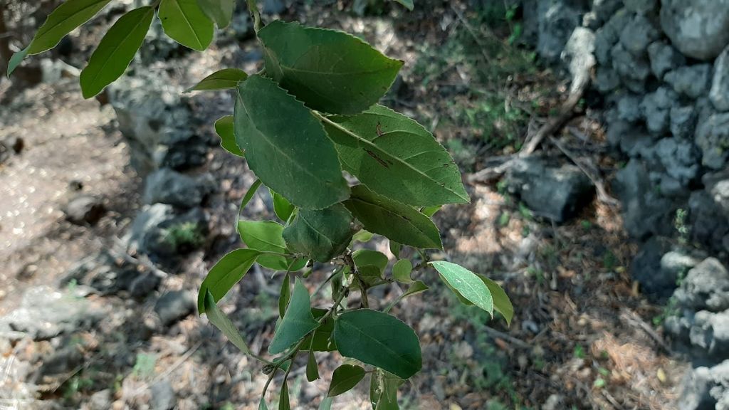 albero da identificare