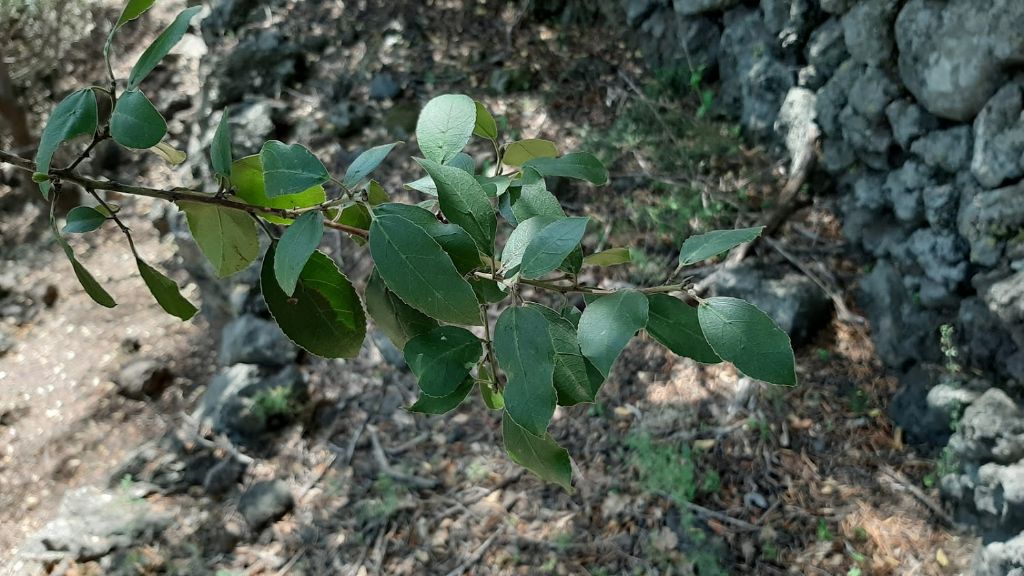 albero da identificare