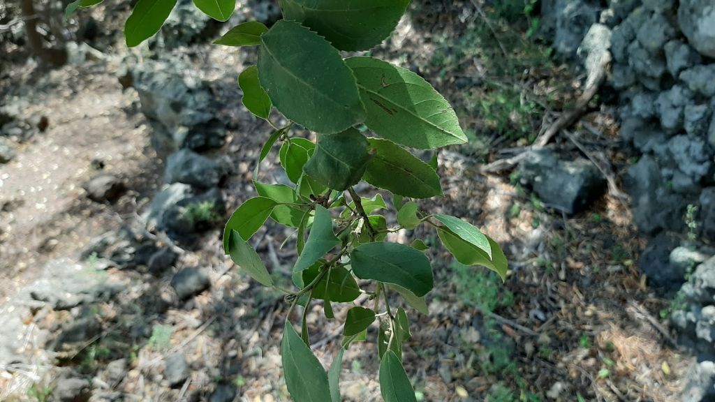 albero da identificare