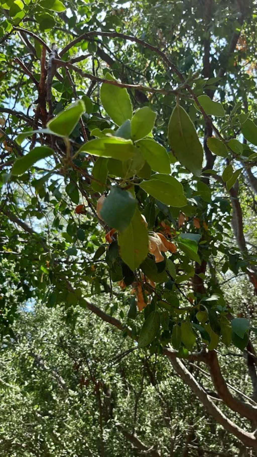 albero da identificare