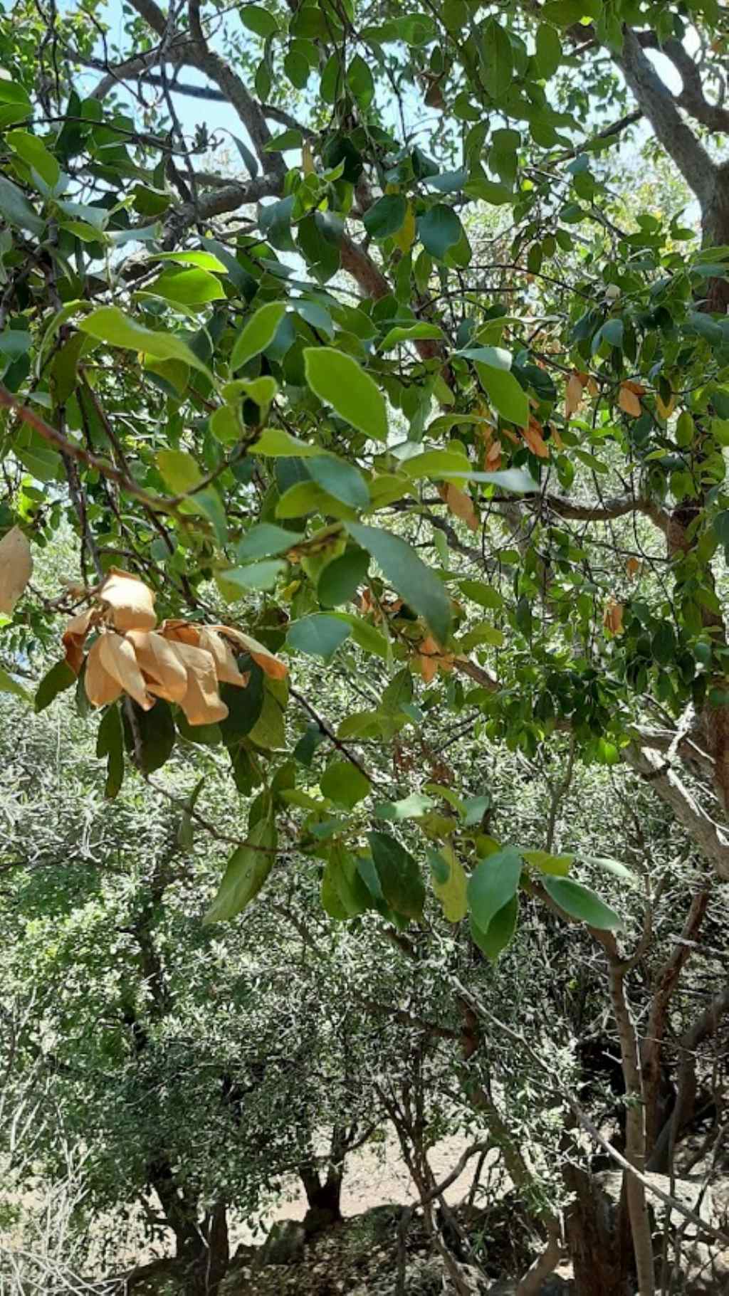 albero da identificare