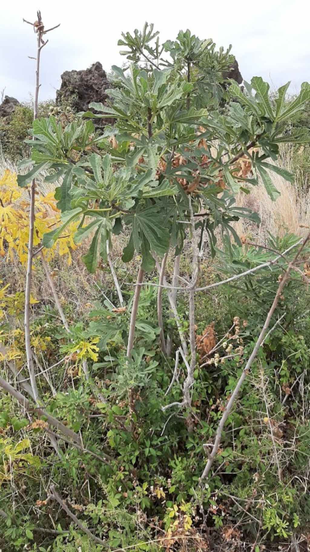 Ficus carica (Moraceae)