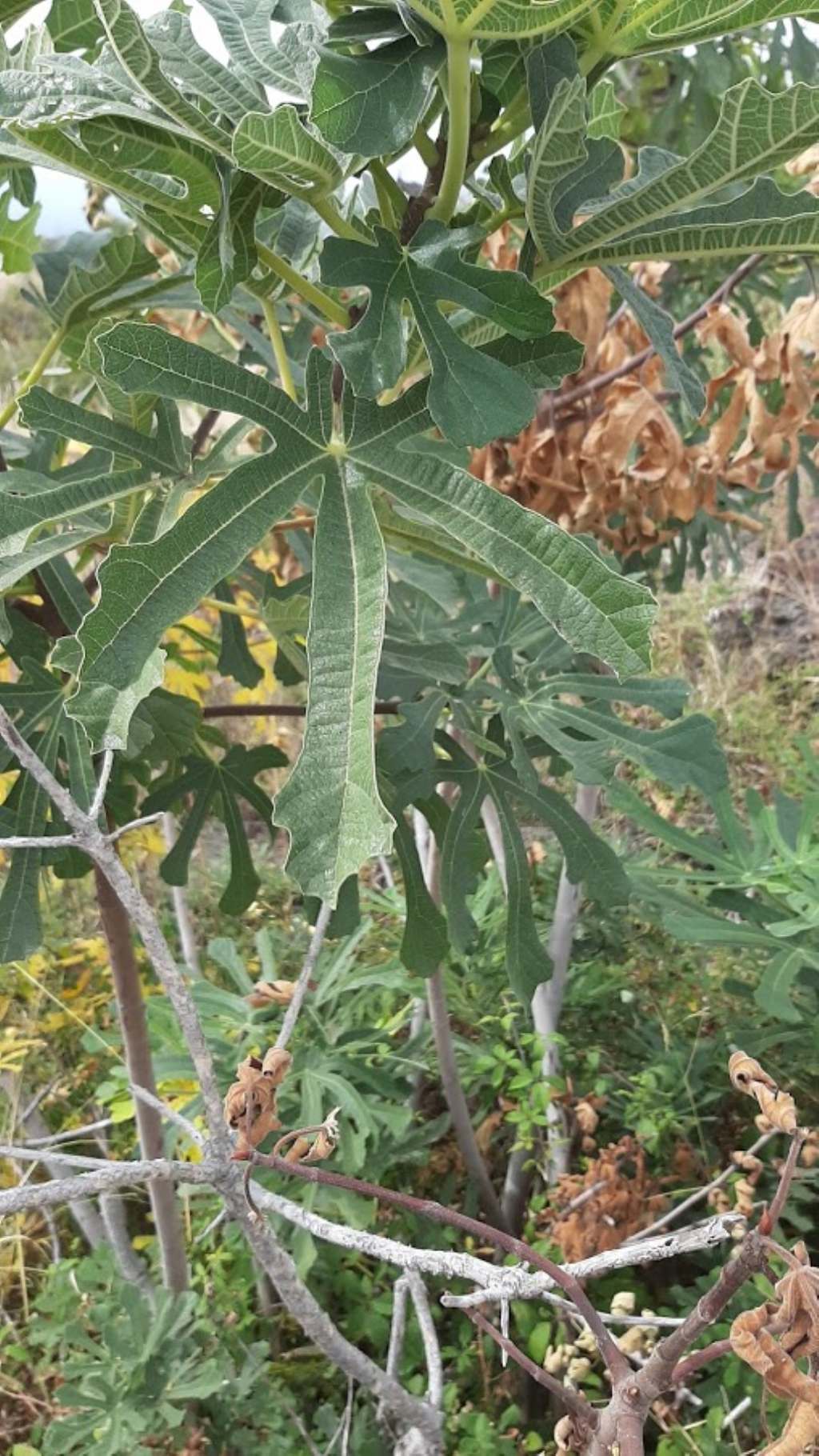 Ficus carica (Moraceae)