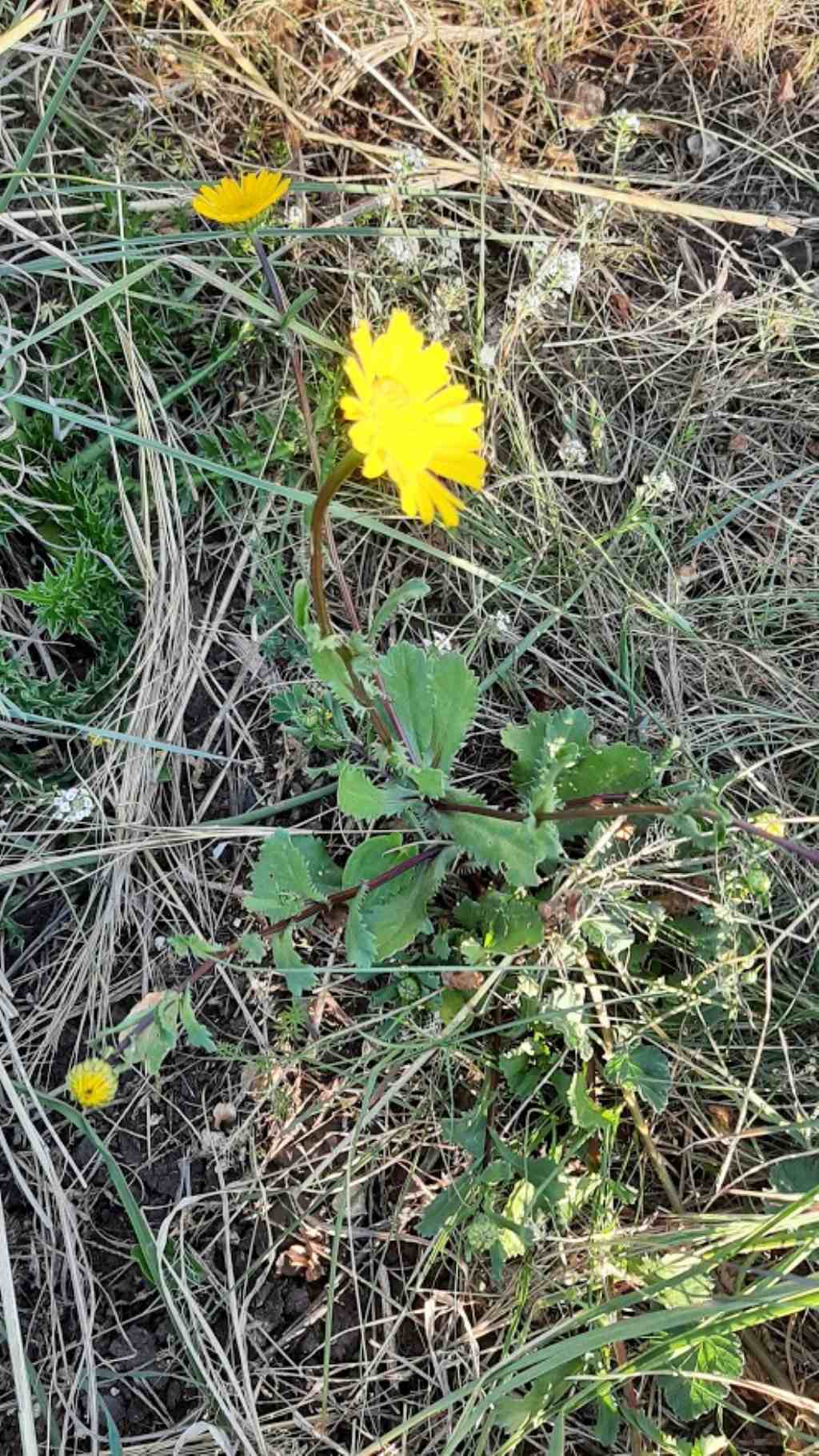 Coleostephus myconis (Asteraceae)