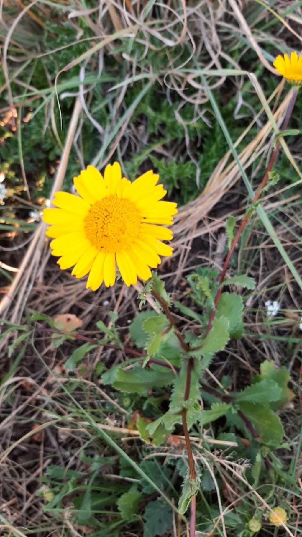 Coleostephus myconis (Asteraceae)