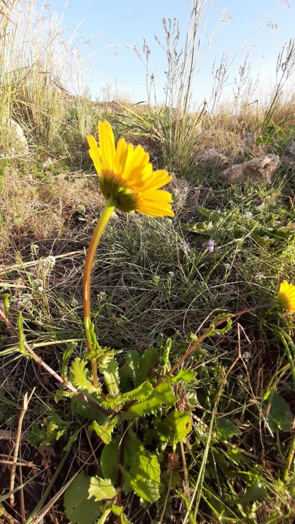 Coleostephus myconis (Asteraceae)