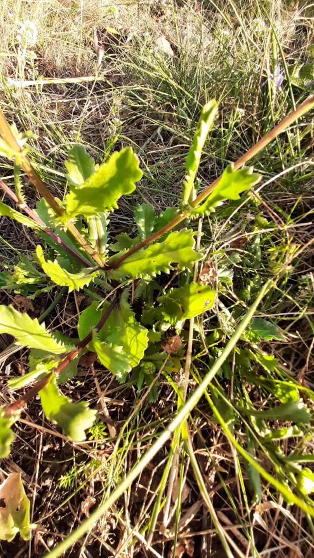 Coleostephus myconis (Asteraceae)