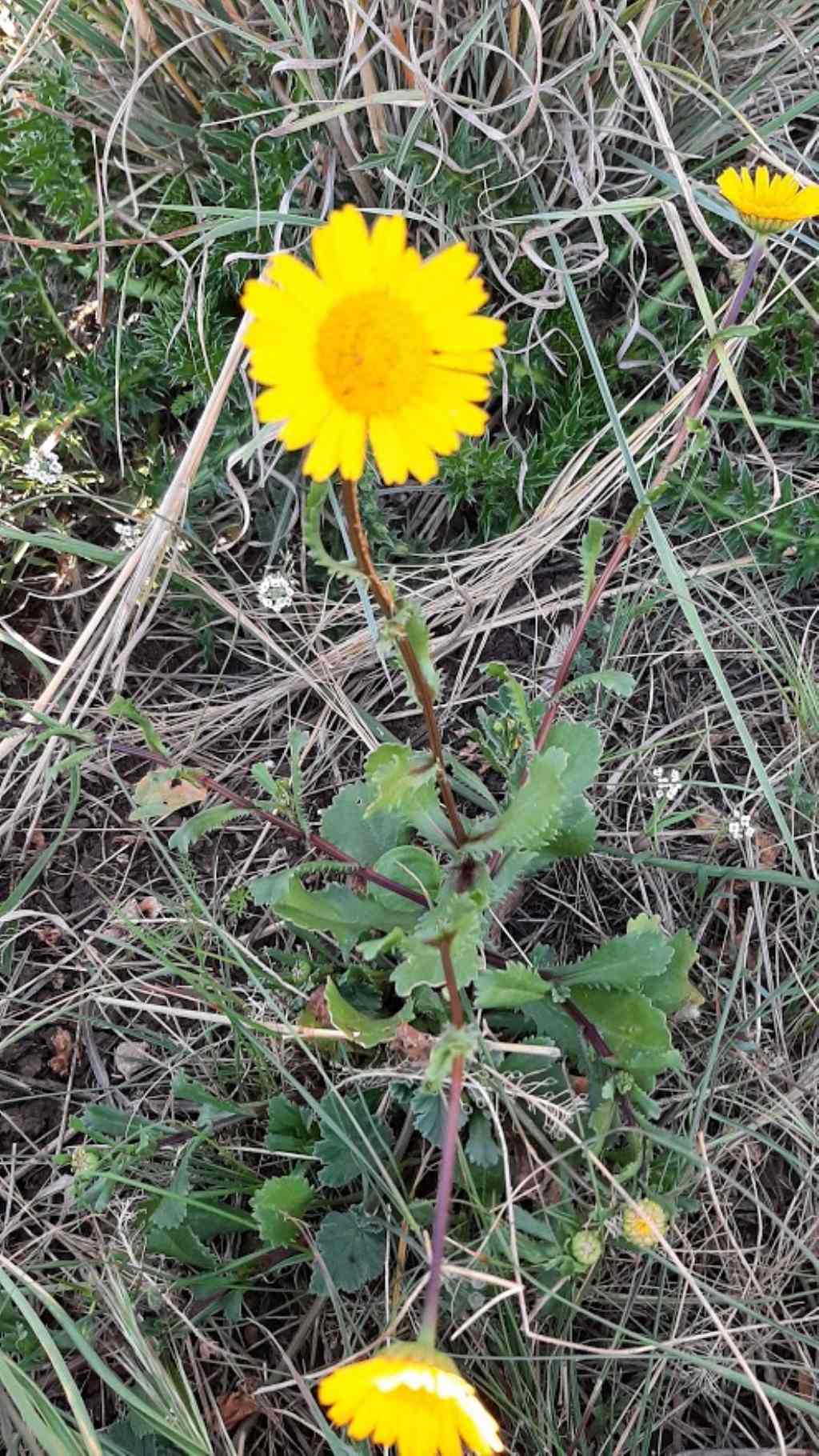 Coleostephus myconis (Asteraceae)