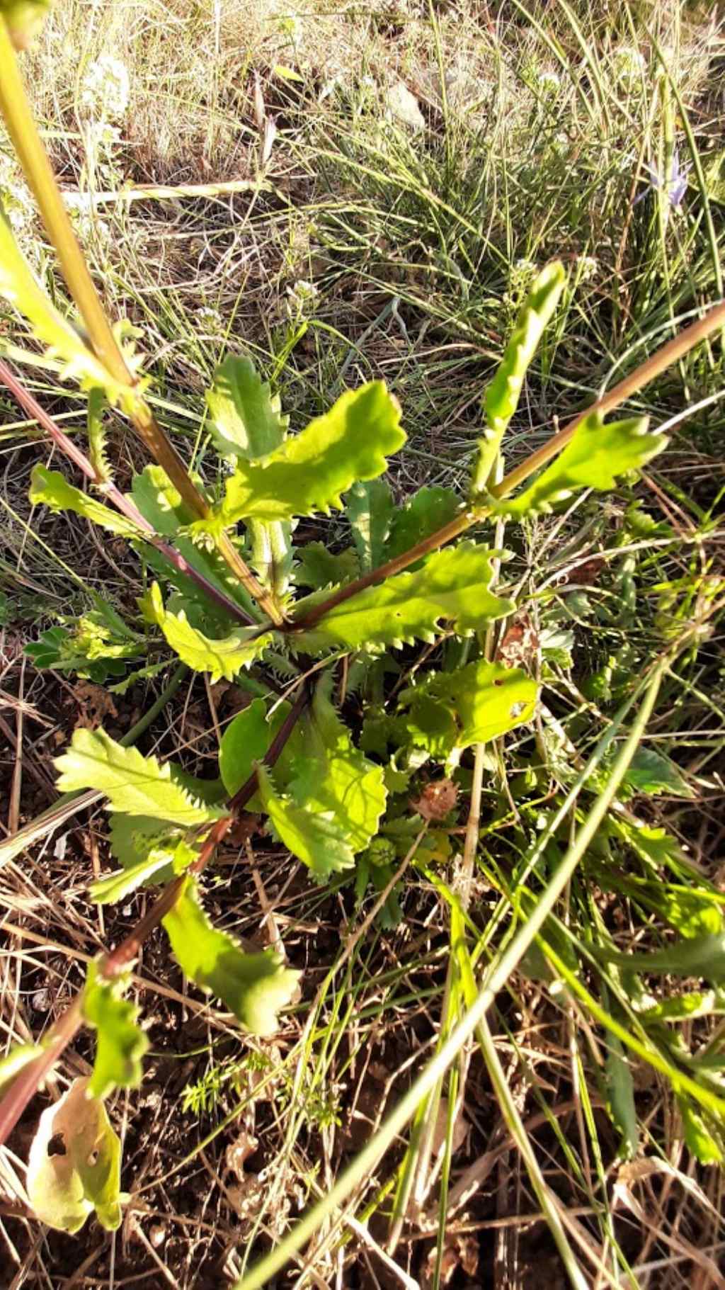 Coleostephus myconis (Asteraceae)