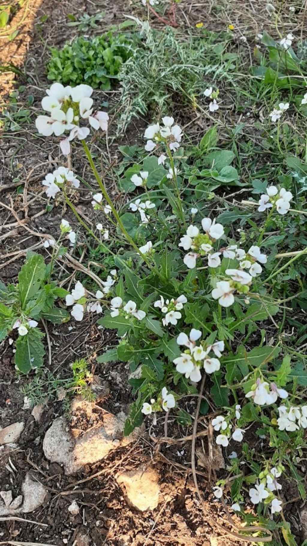 Diplotaxis erucoides (Brassicaceae)