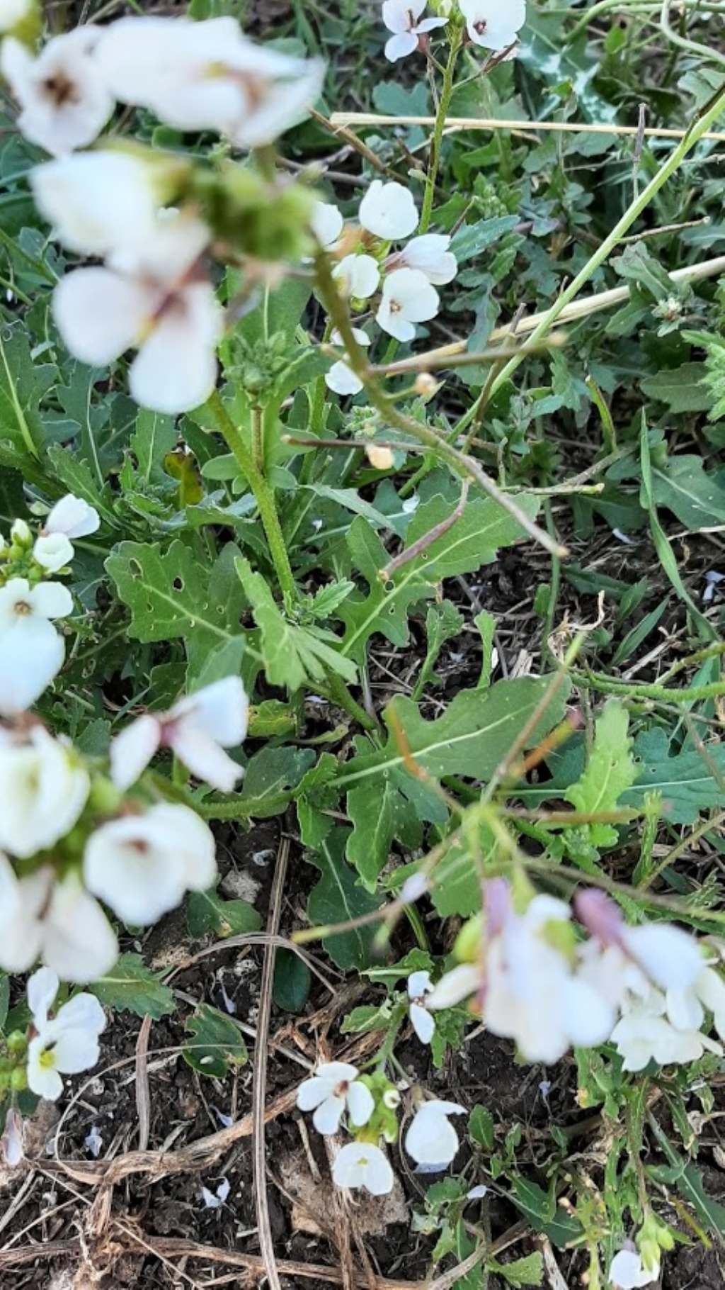 Diplotaxis erucoides (Brassicaceae)