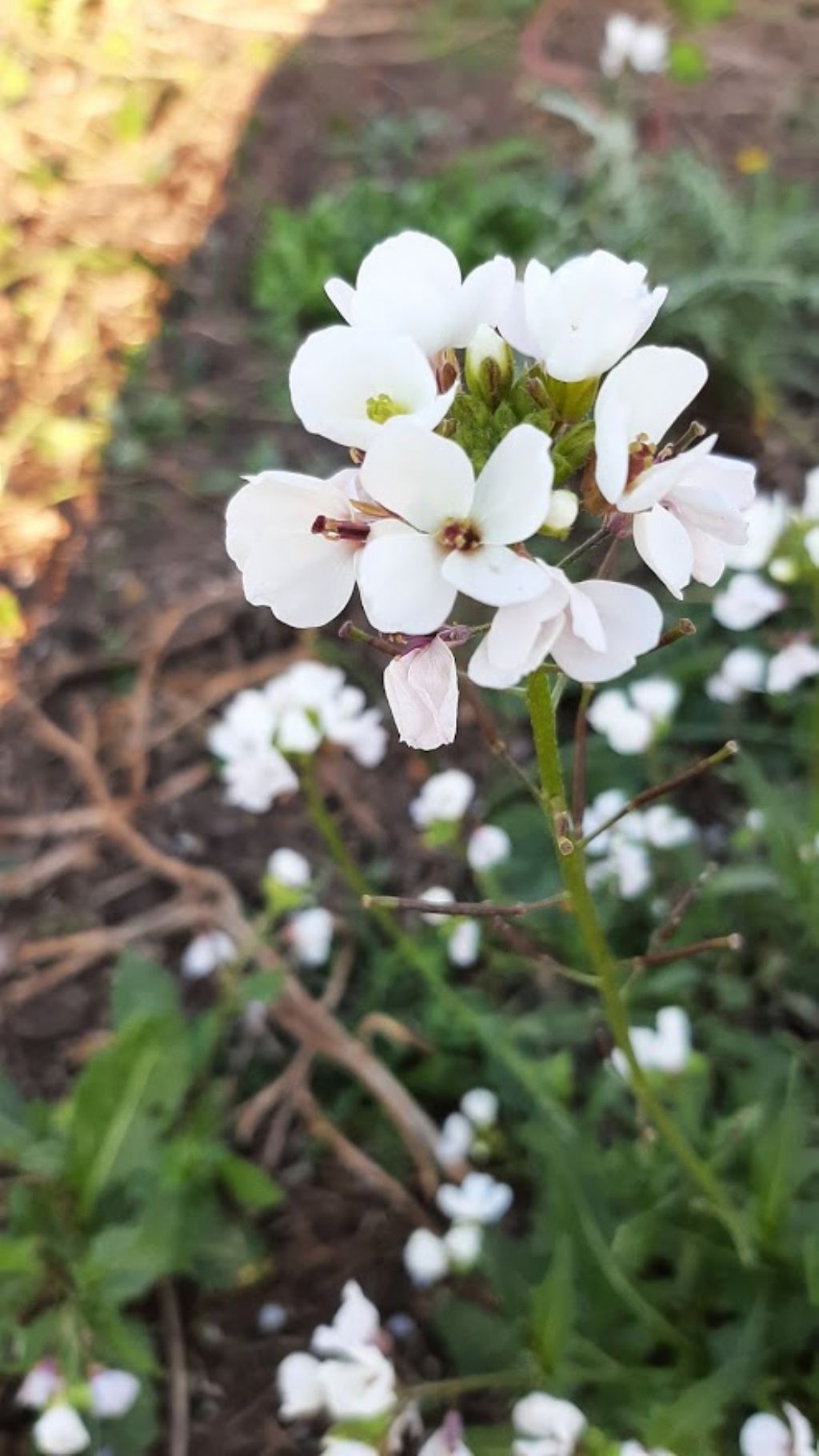 Diplotaxis erucoides (Brassicaceae)