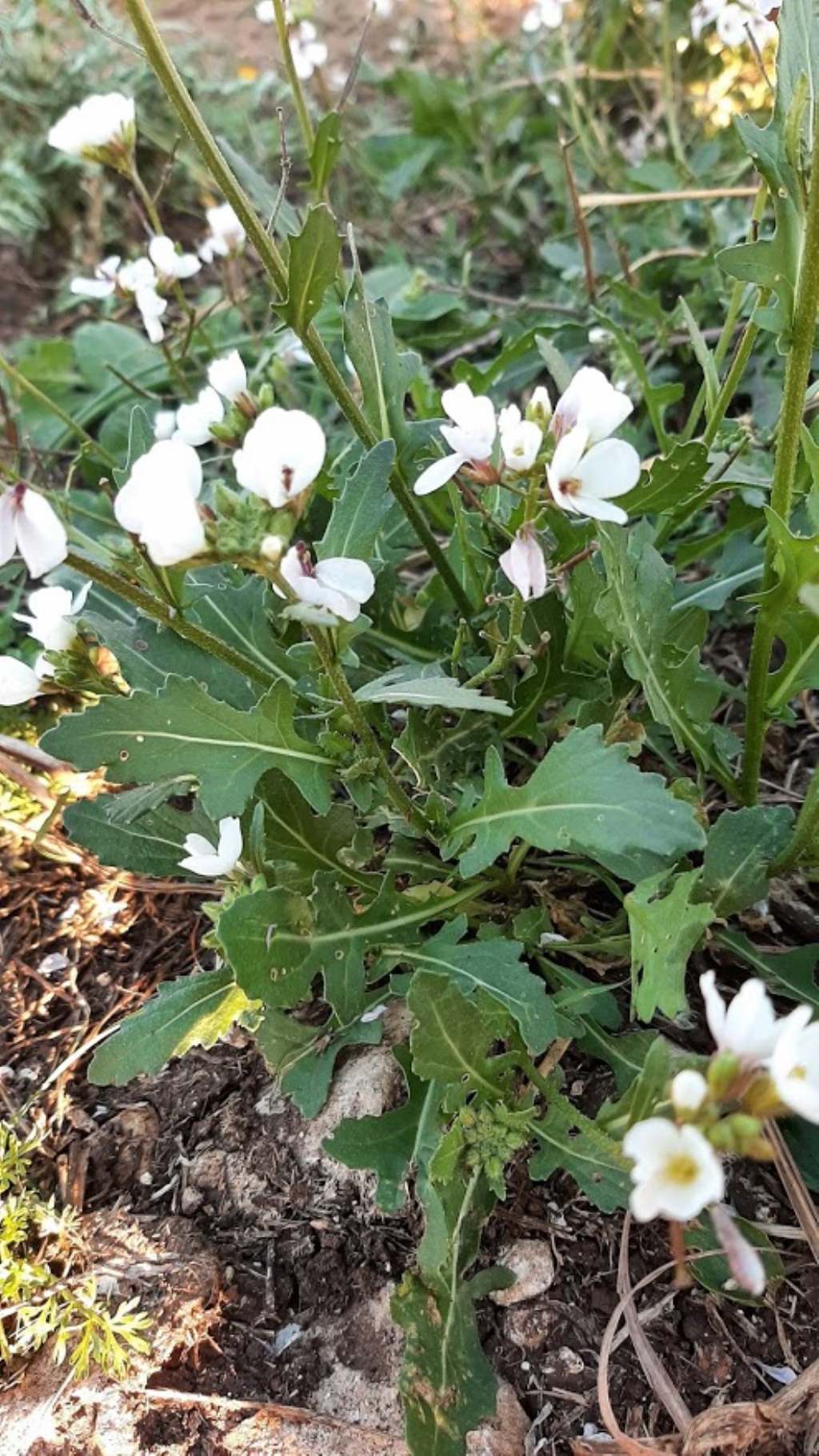 Diplotaxis erucoides (Brassicaceae)