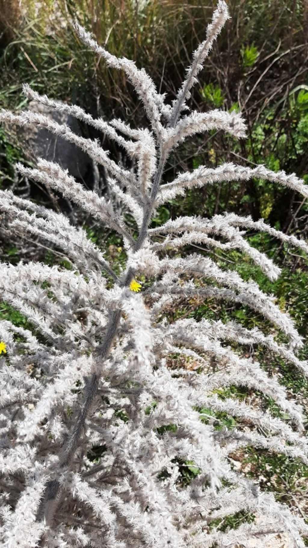 pianta da identificare