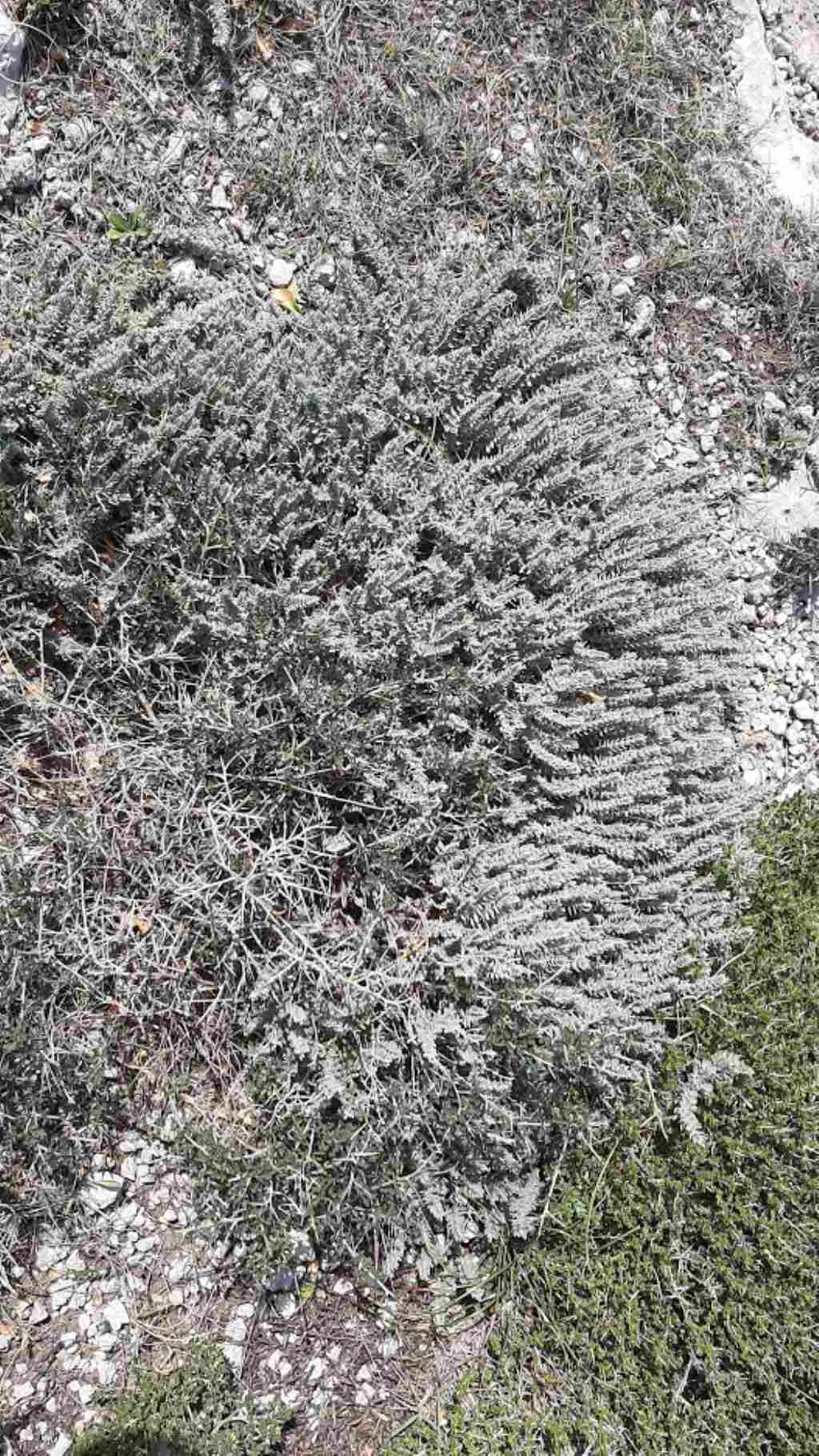 Che pianta ? Teucrium capitatum (Lamiaceae)