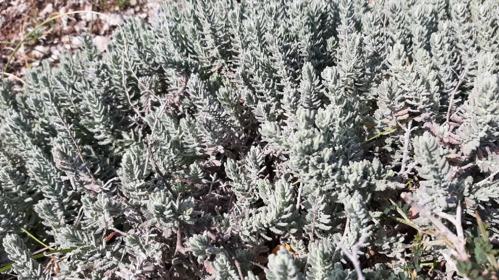 Che pianta ? Teucrium capitatum (Lamiaceae)