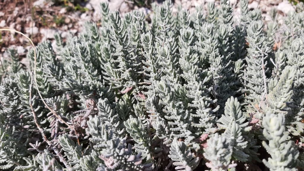 Che pianta ? Teucrium capitatum (Lamiaceae)