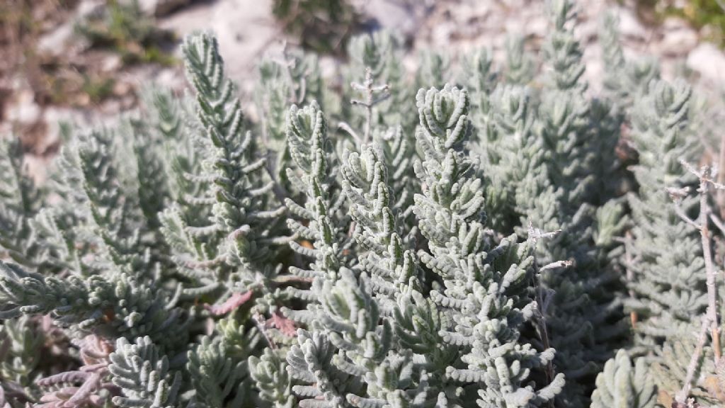 Che pianta ? Teucrium capitatum (Lamiaceae)