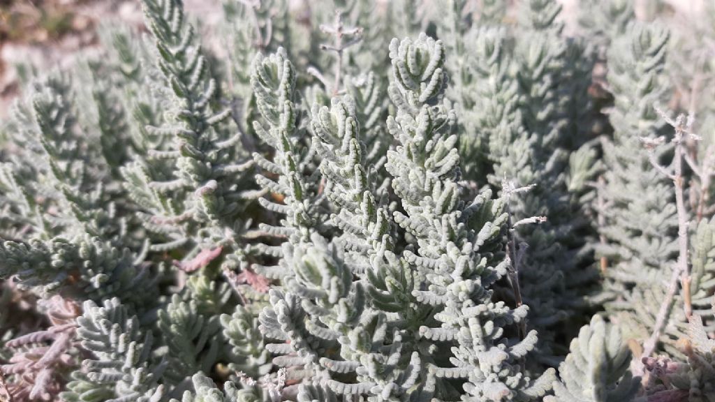 Che pianta ? Teucrium capitatum (Lamiaceae)