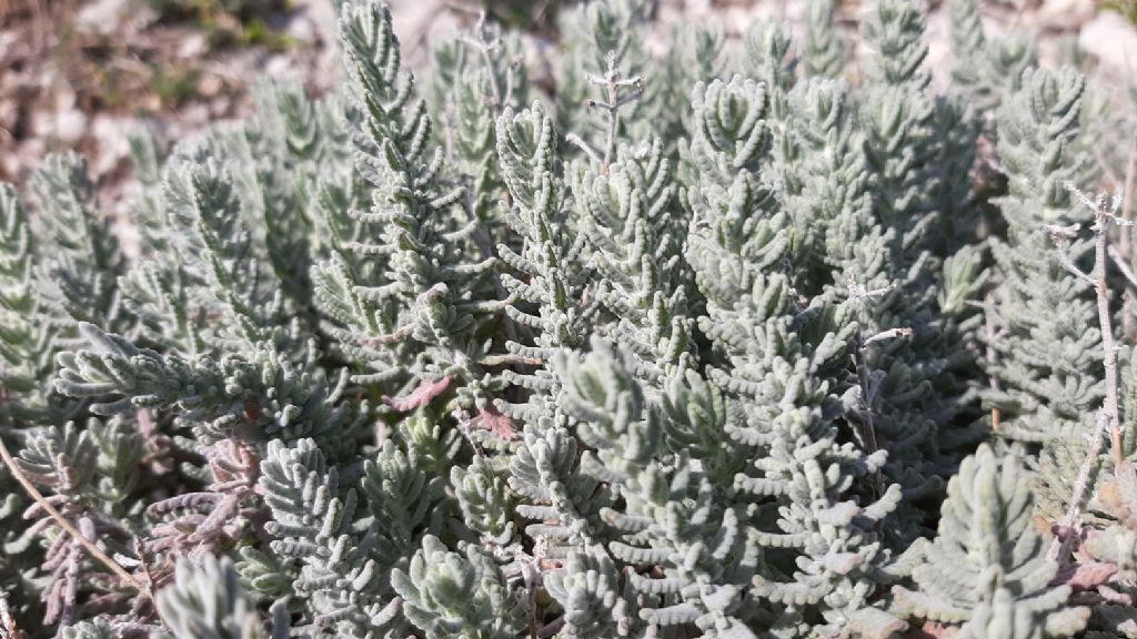 Che pianta ? Teucrium capitatum (Lamiaceae)