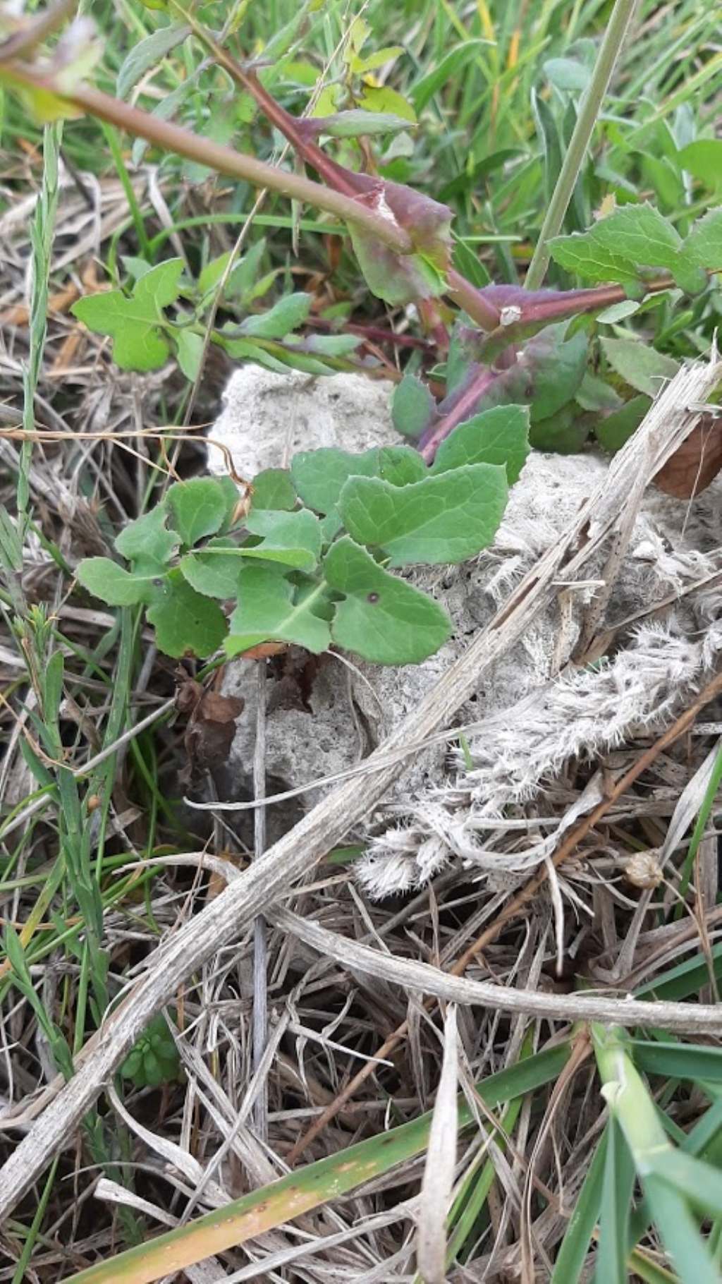 pianta da identificare