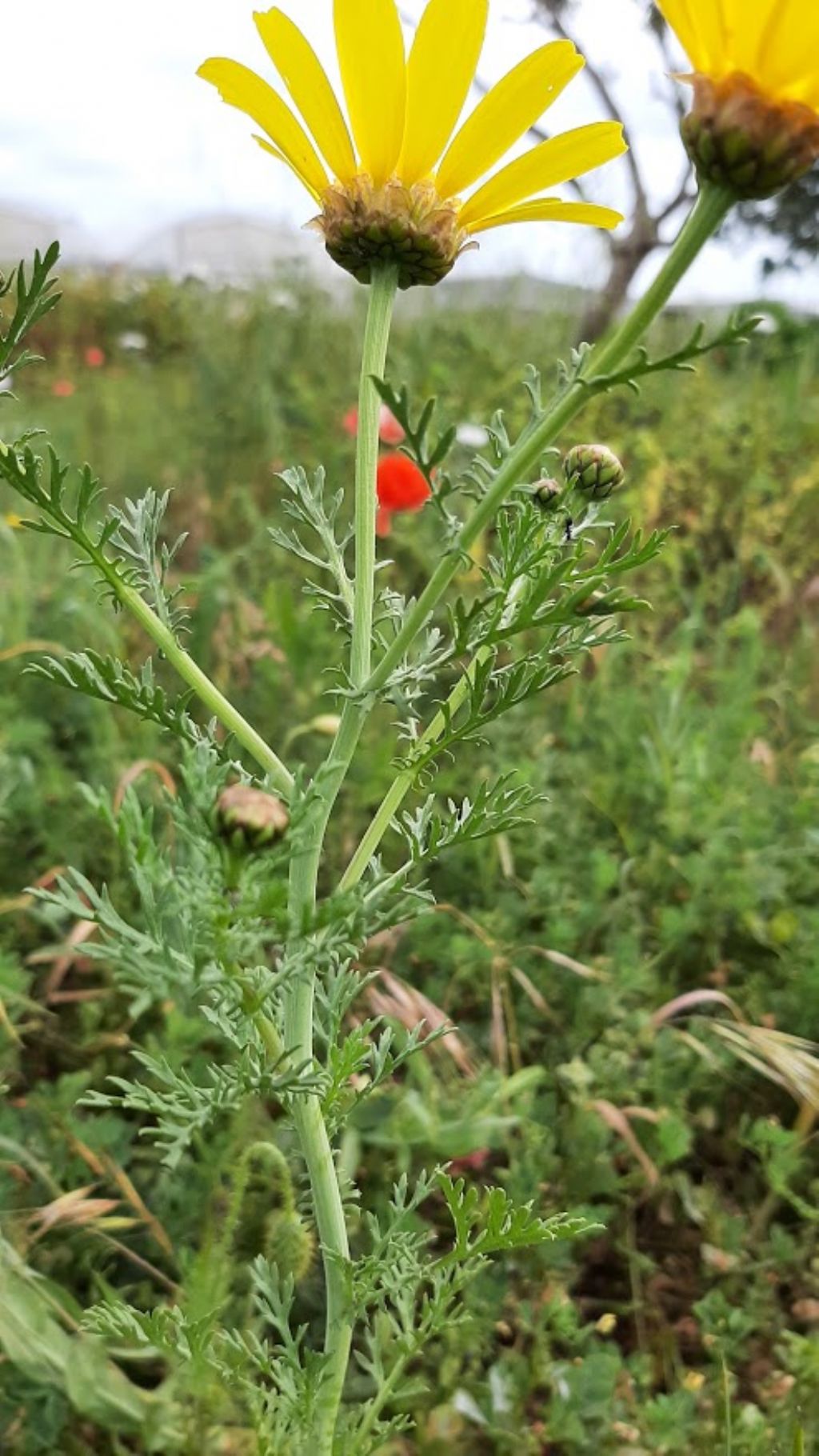 pianta da determinare