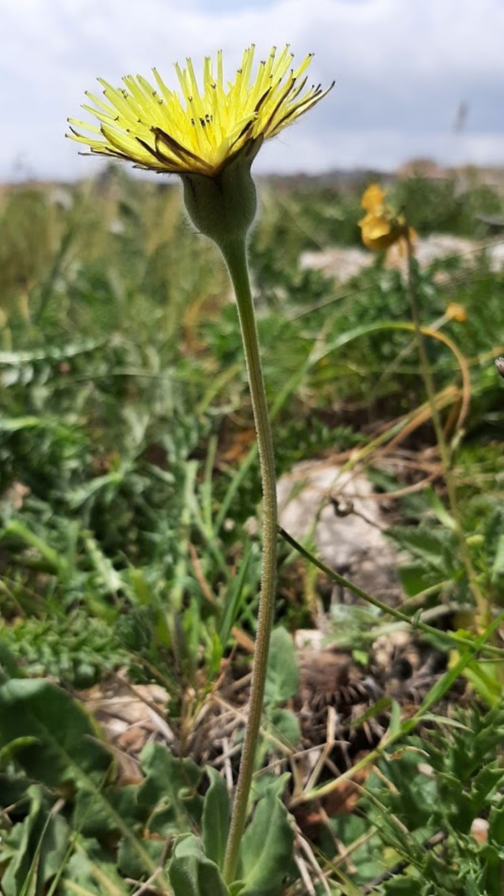 urospermum dalechampii?