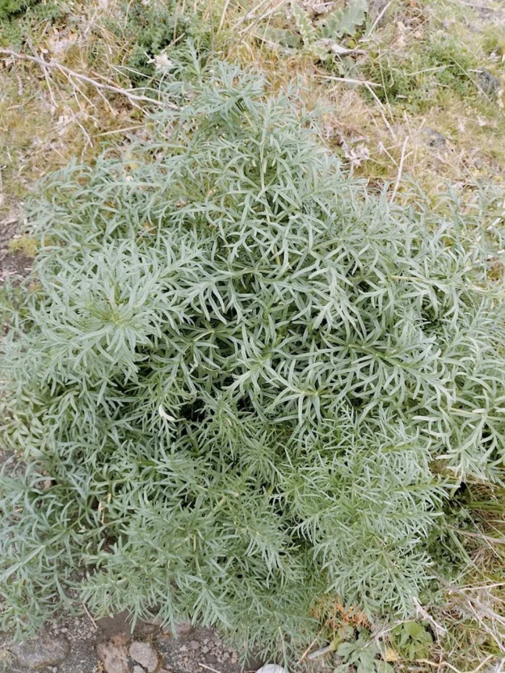 Che pianta ?  Artemisia sp. (Asteraceae)