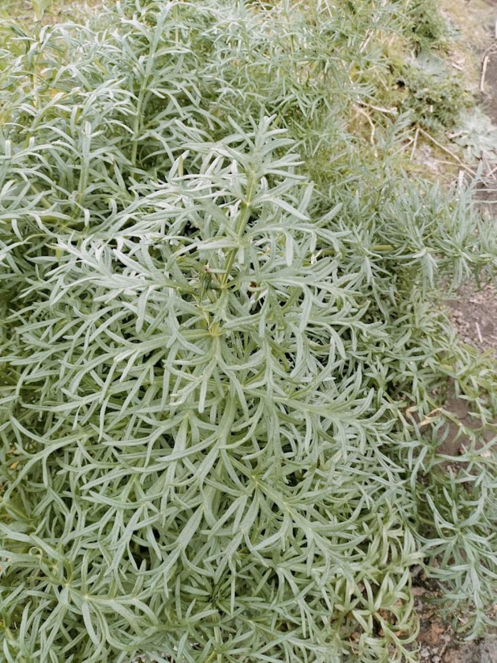 Che pianta ?  Artemisia sp. (Asteraceae)