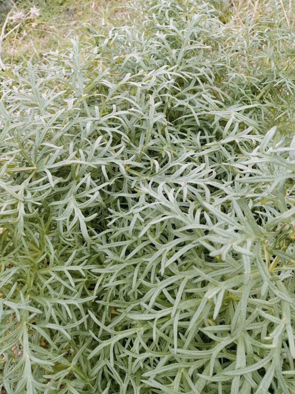 Che pianta ?  Artemisia sp. (Asteraceae)