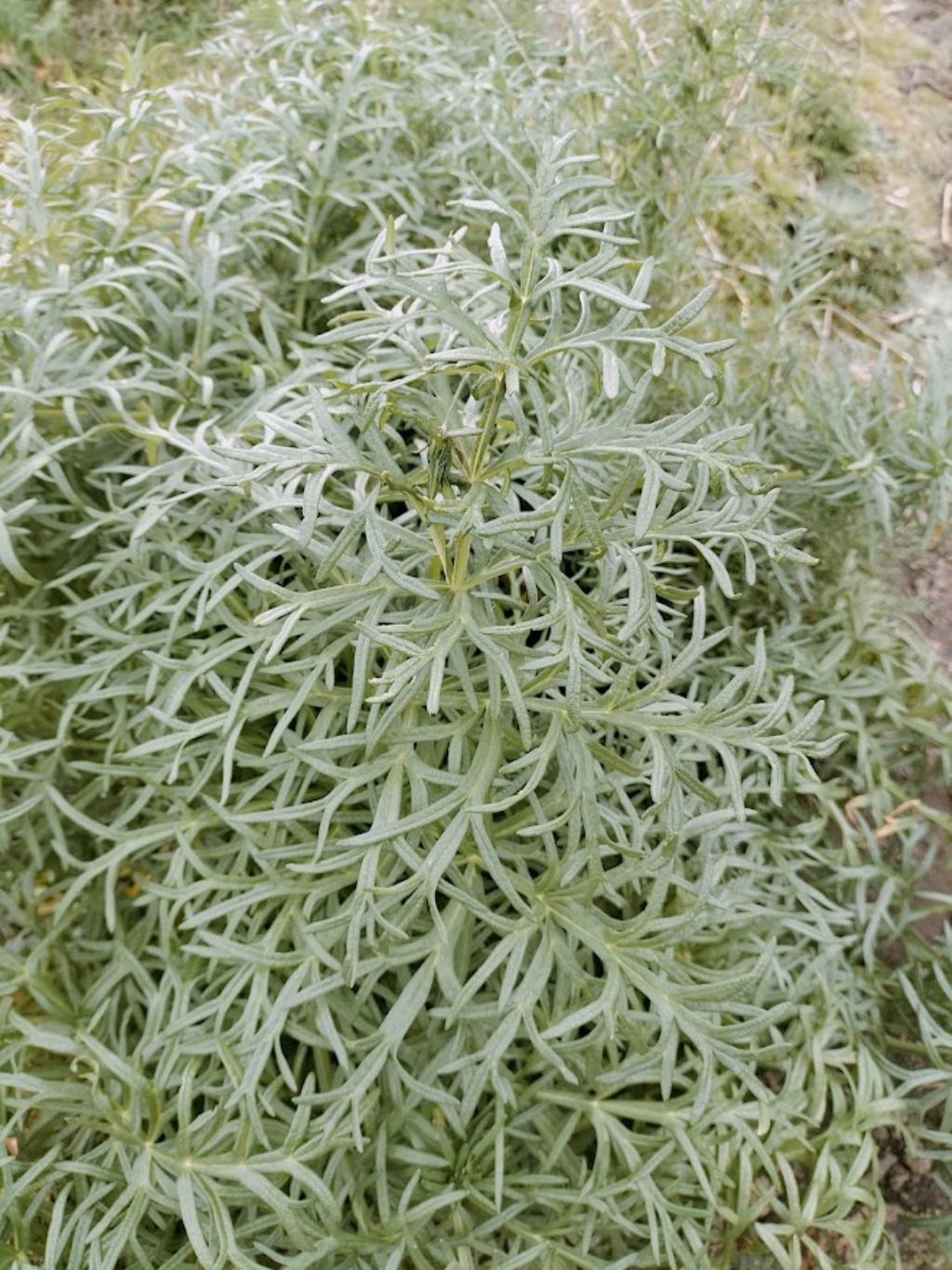 Che pianta ?  Artemisia sp. (Asteraceae)