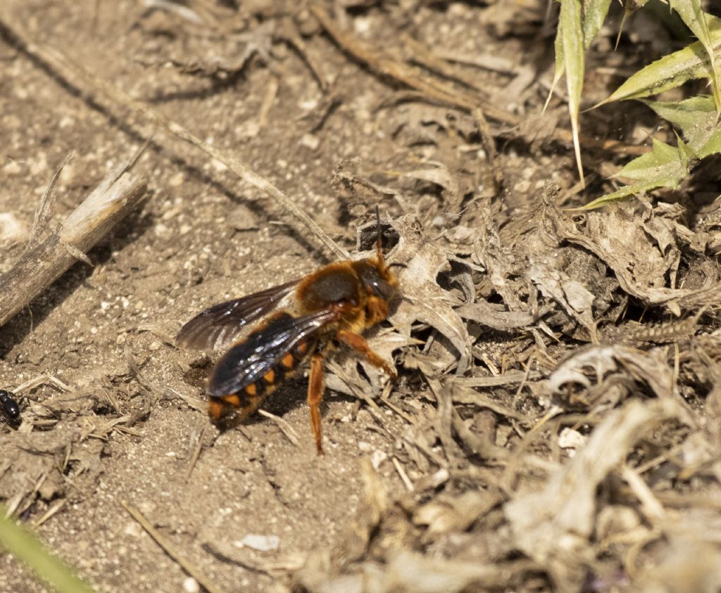 Apidae Megachilinae:  Rhodanthidium siculum