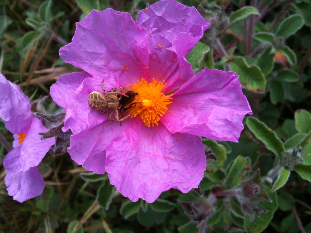 Cistus creticus