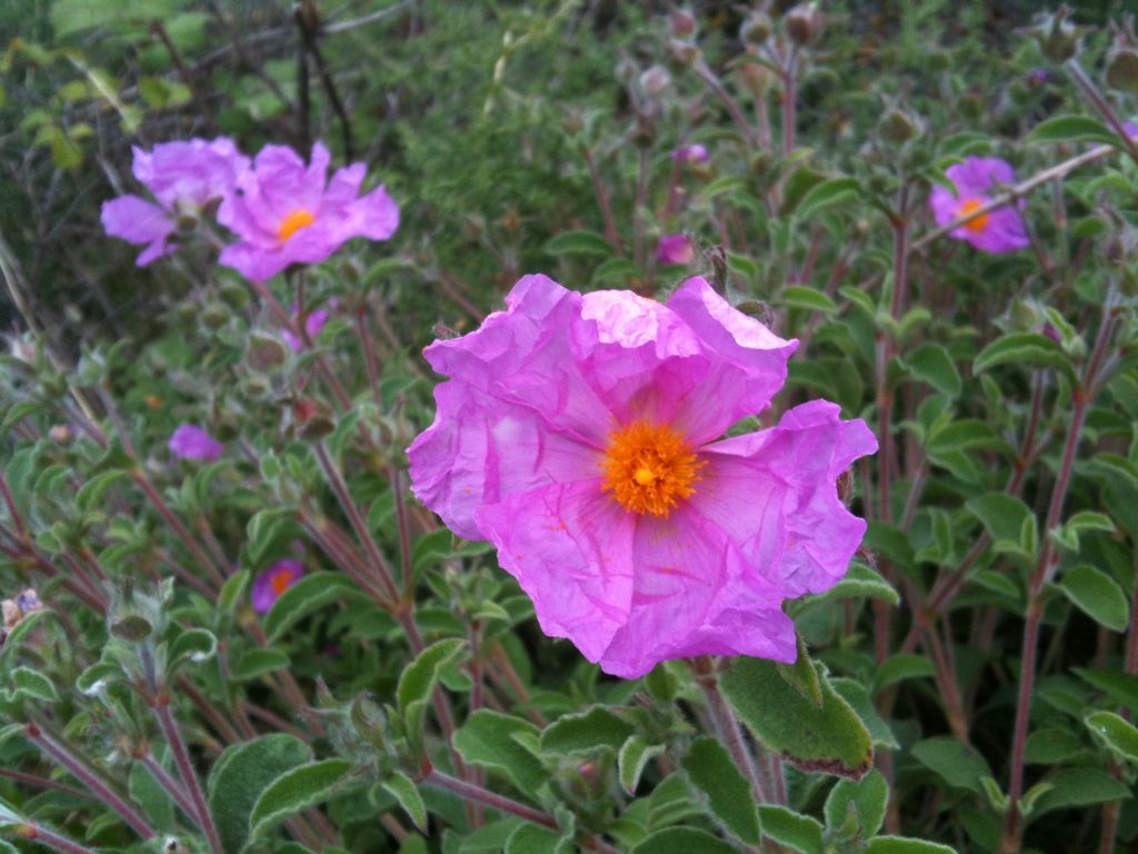 Cistus creticus