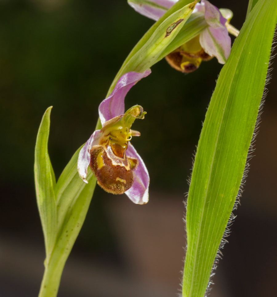 Ophrys apifera sul litorale di Ravenna