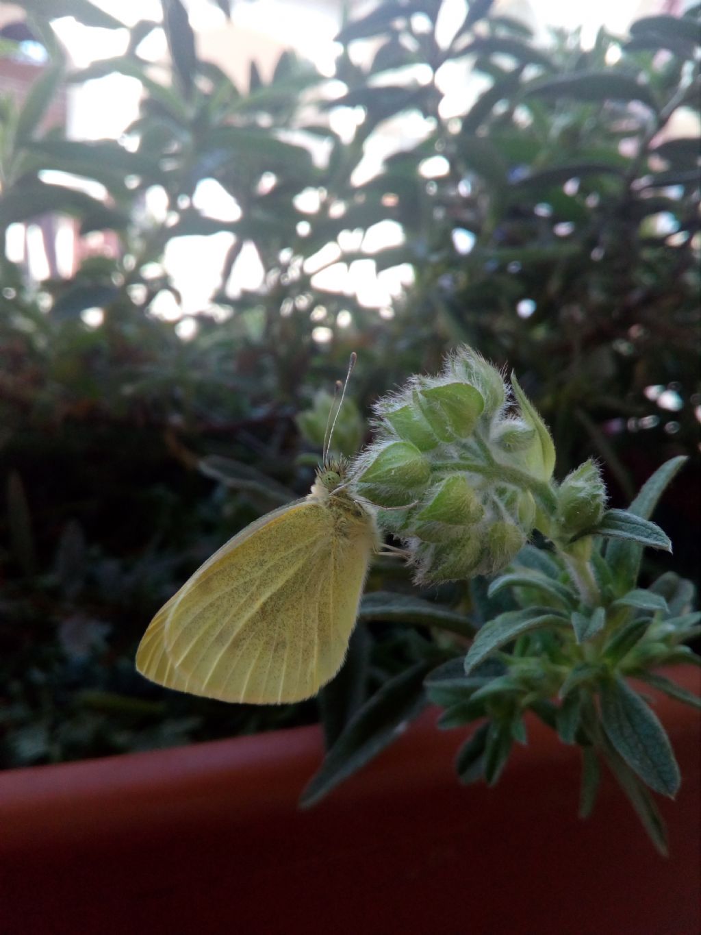 Identificazione crisalidi - Pieris ssp.