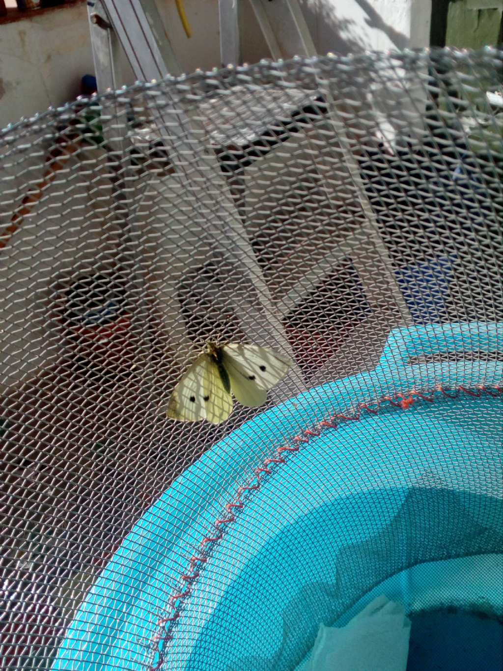 Identificazione crisalidi - Pieris ssp.