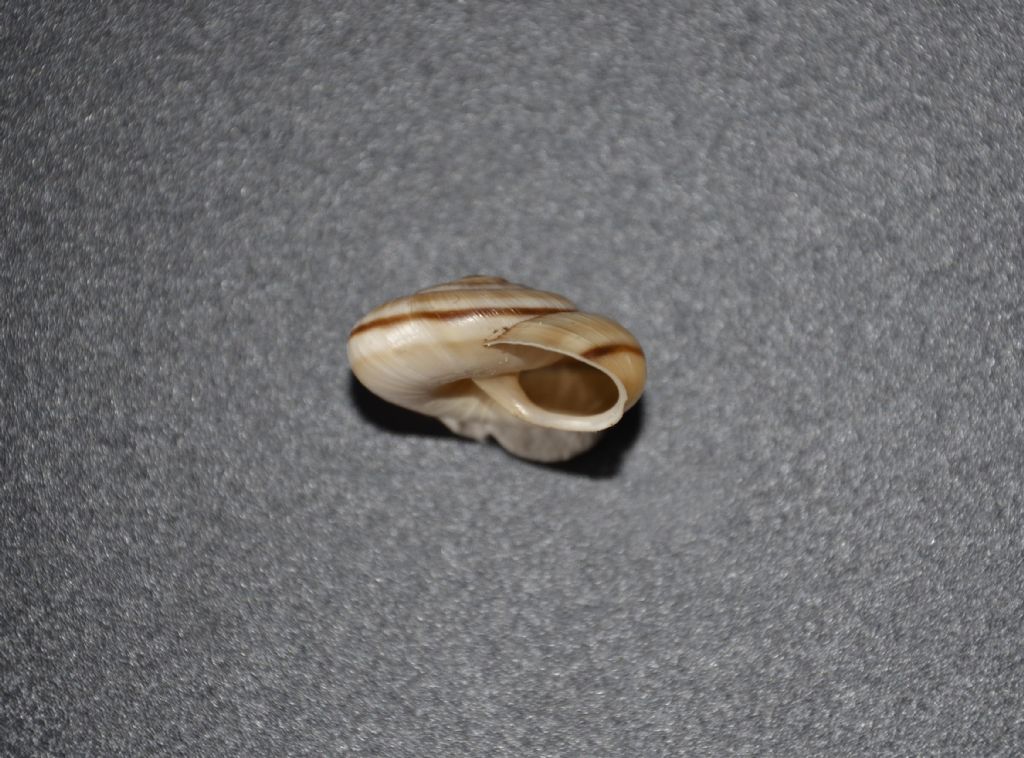 Chilostoma