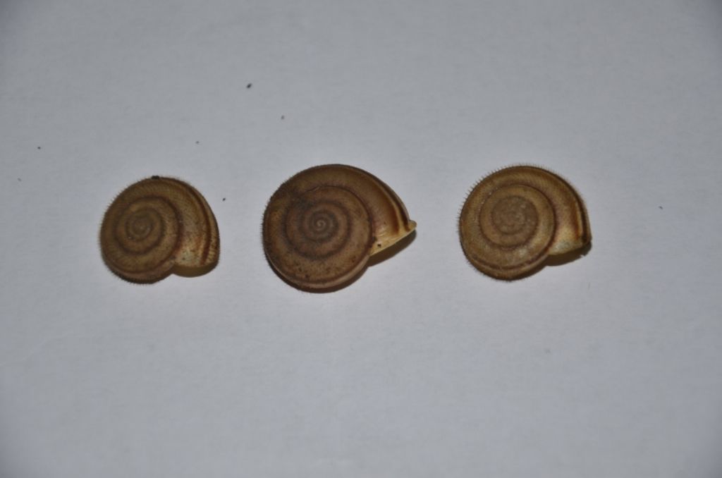 Chilostoma (Campylaea) planospira