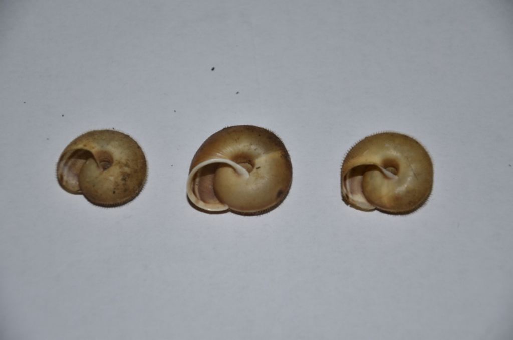 Chilostoma (Campylaea) planospira