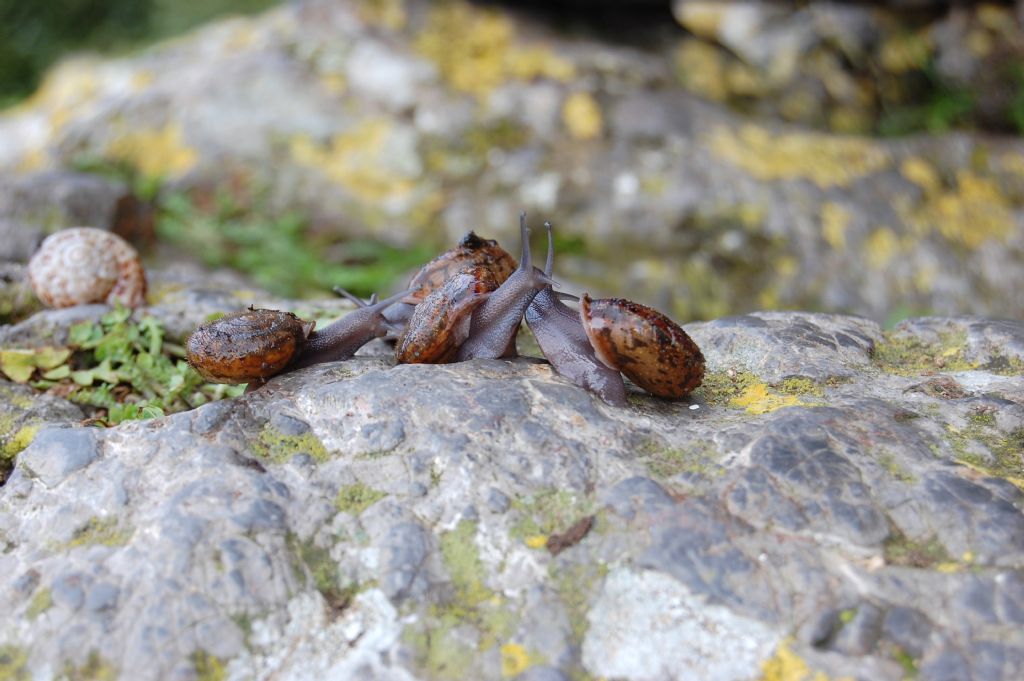 Chilostoma (Campylaea)planospira occultatum (Paulucci, 1886)